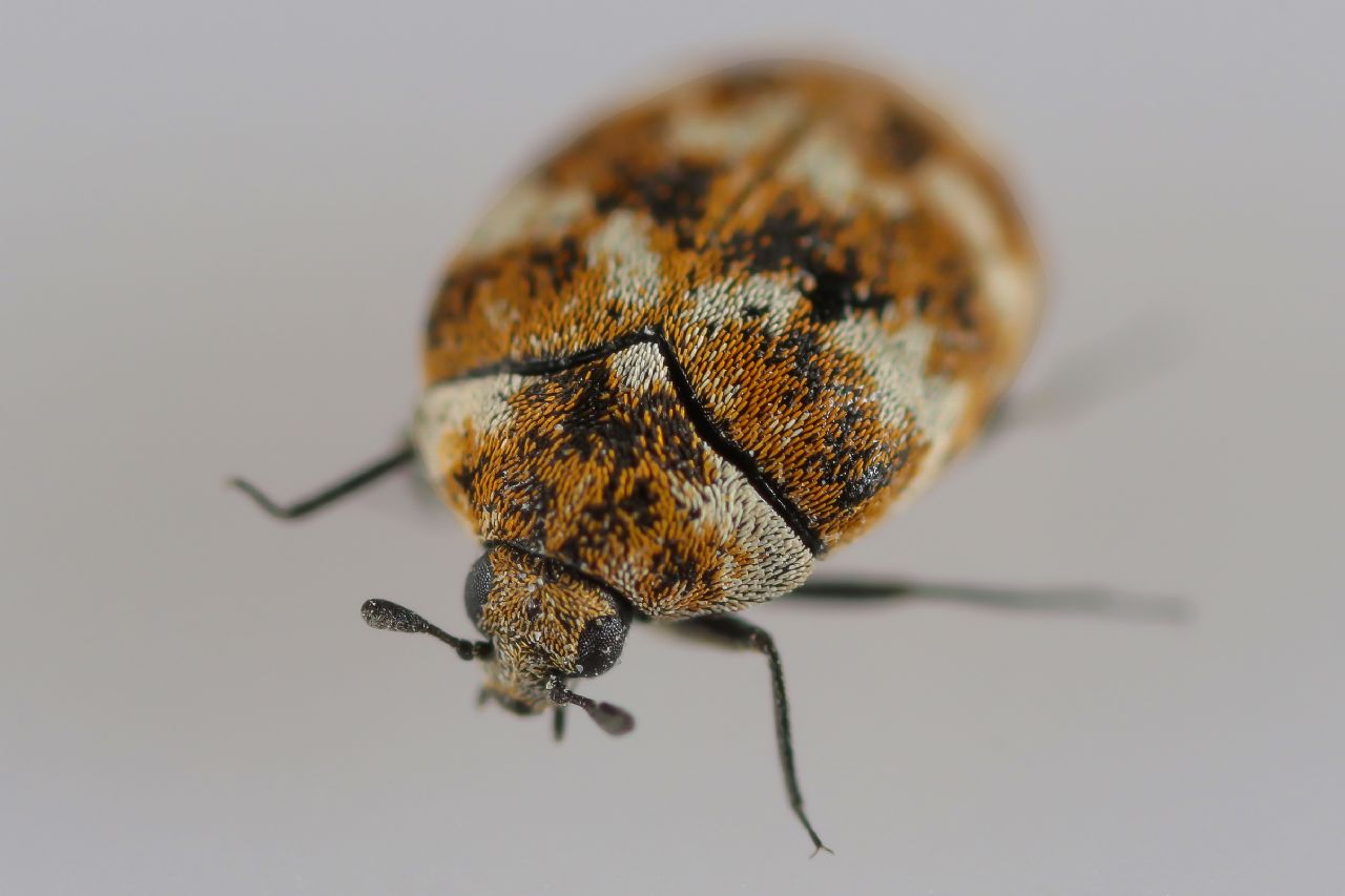 Dermestidae - Anthrenus (Nathrenus) verbasci